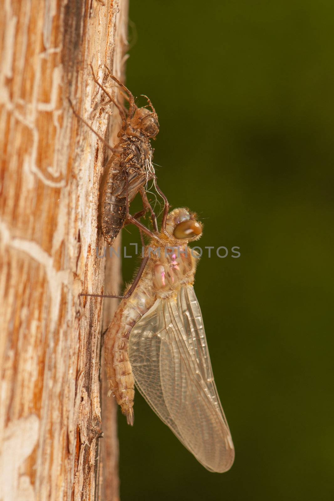 Libellula quadrimaculata