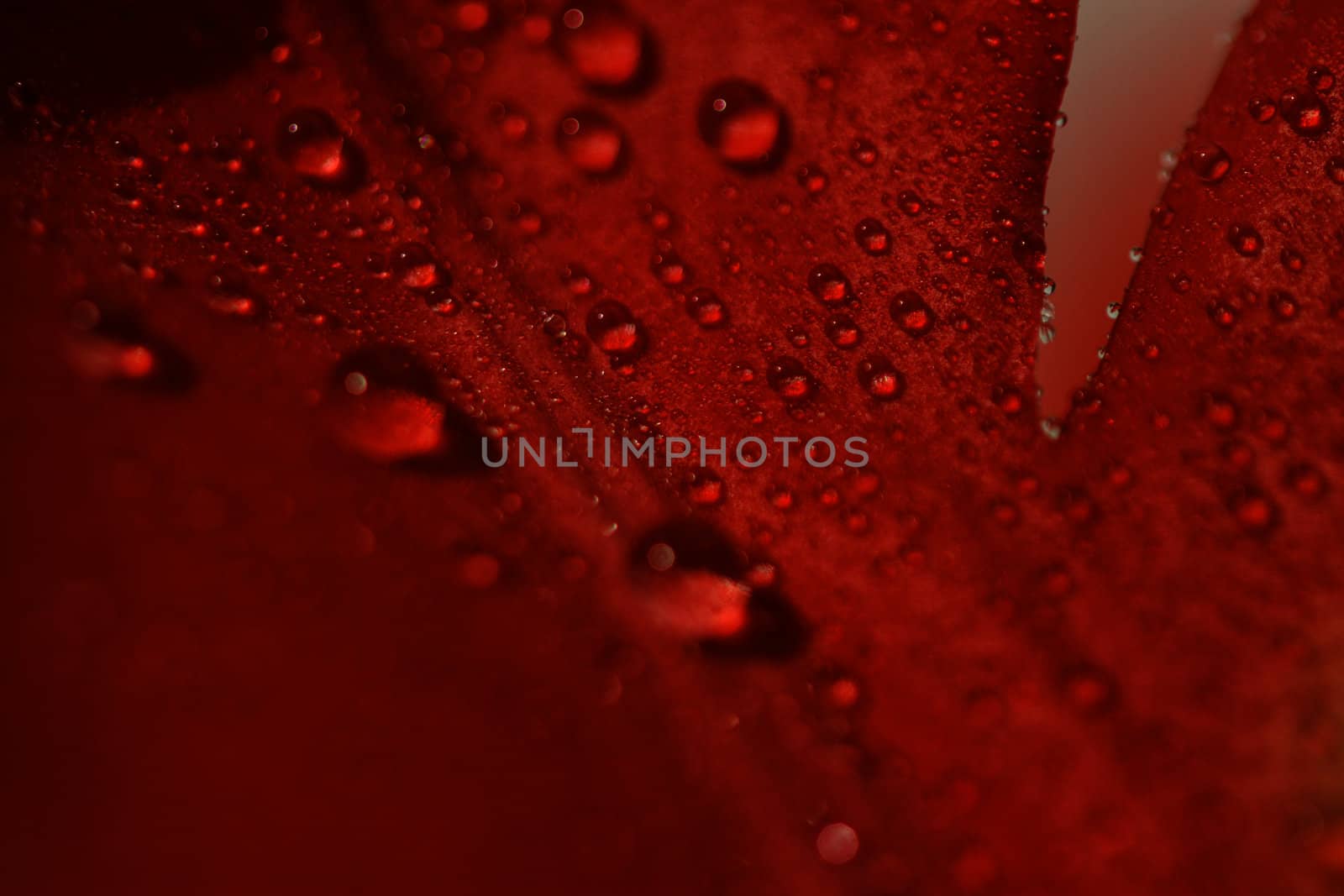 Petals of red tulip with water drops in high resolution