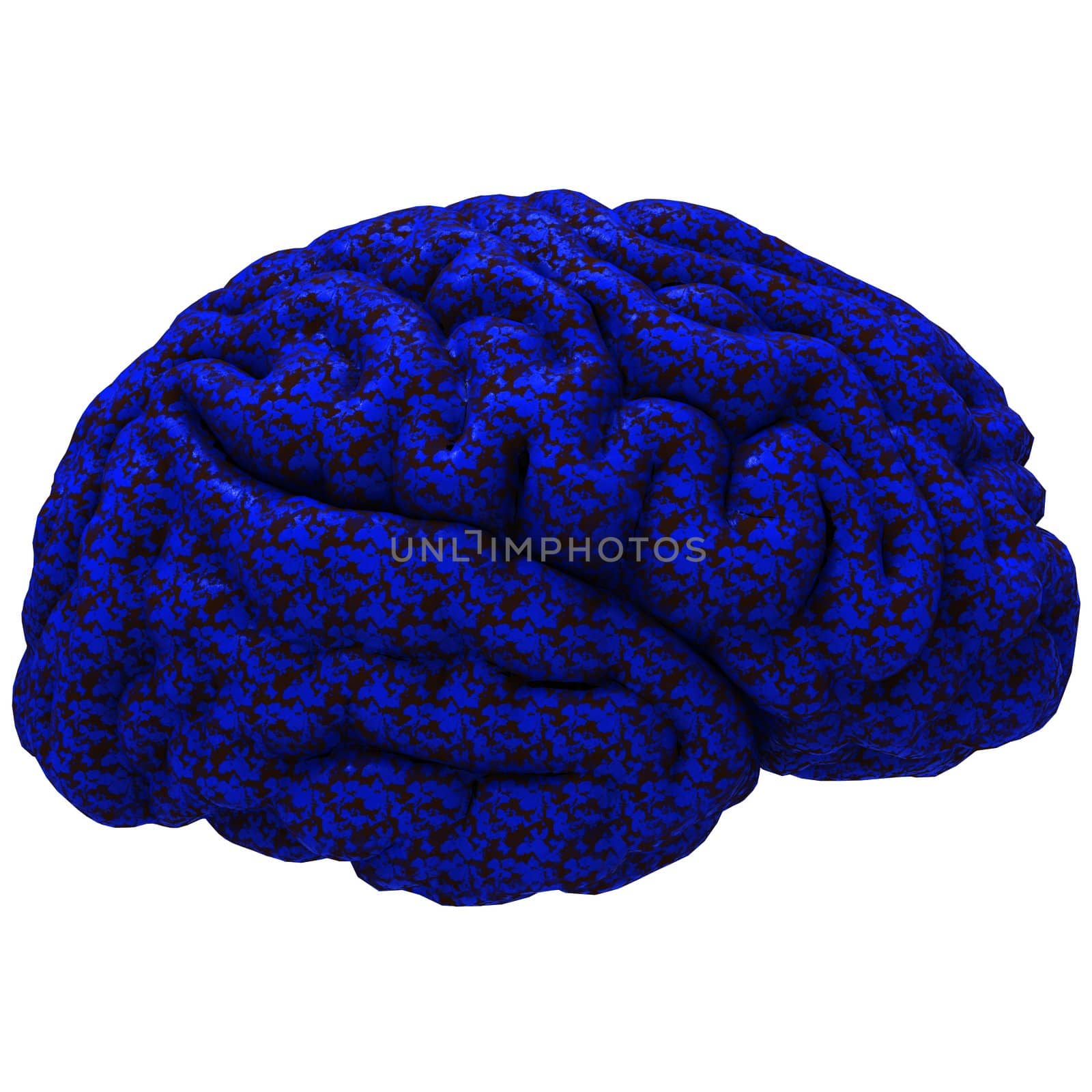 Human brain 3D model, isolated