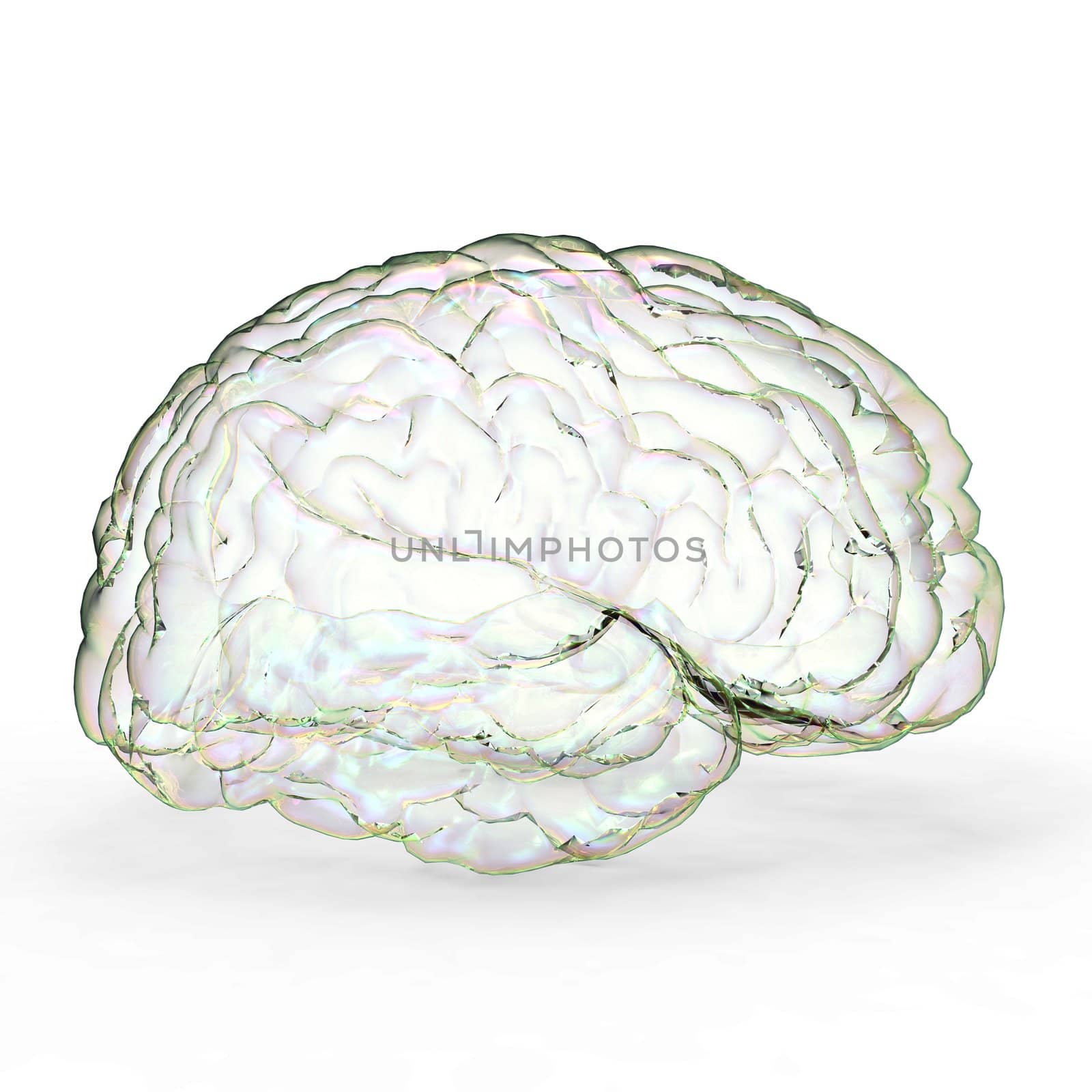 Human brain 3D model, isolated by totuss