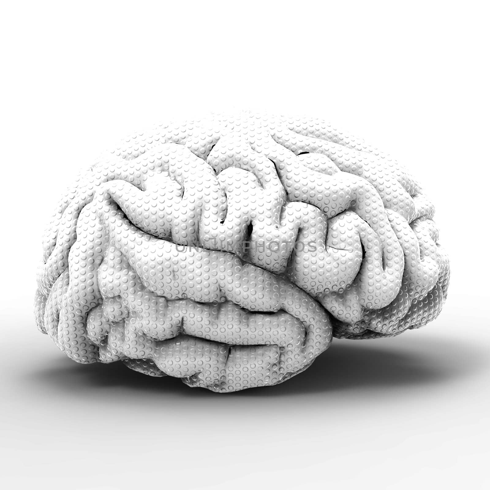 Human brain 3D model, isolated by totuss