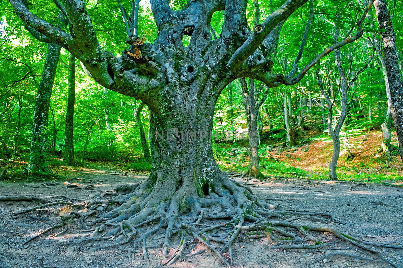 Old branchy evergreen beech forest.