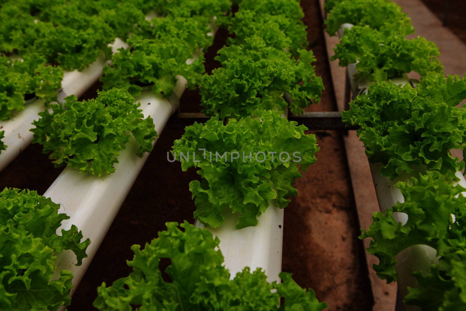 vegetables hydroponics farm by thanomphong