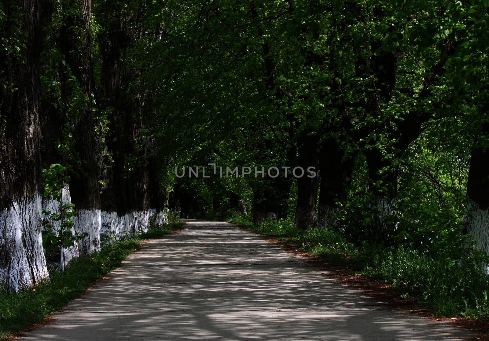 path in park at summer