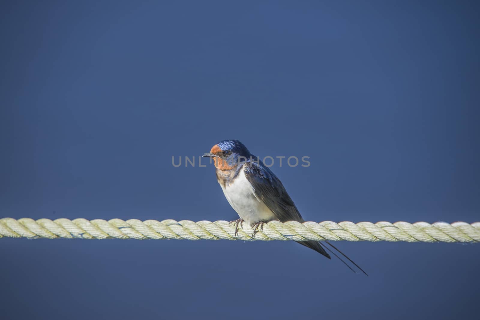 The swallow sitting on a mooring ropes at the Tista river in Halden, Norway.