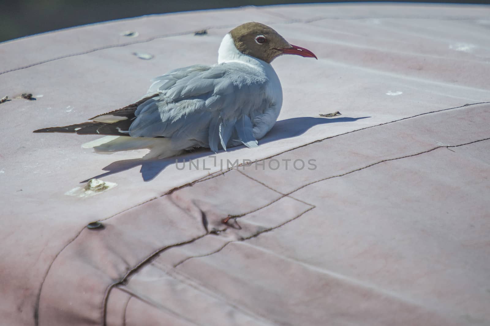 Black-headed Gull are in Norway listed as near threatened in the national Red List. The picture is shot on the roof of a boat in the Tista River in Halden, Norway.