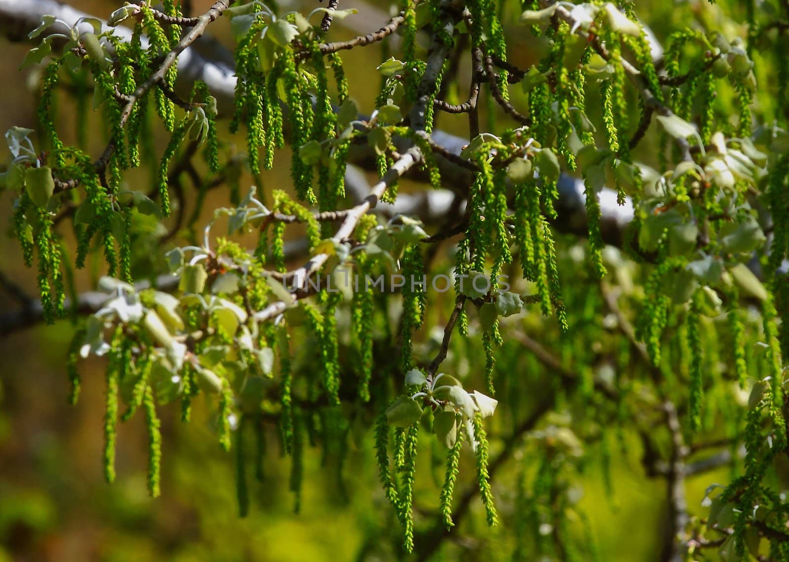 young leaves, flowers, spring