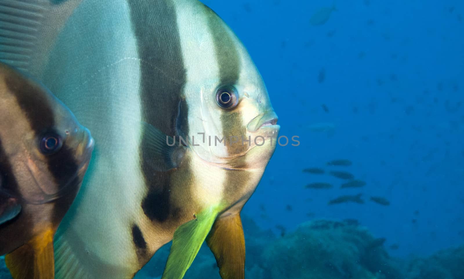 a close up of a batfish face