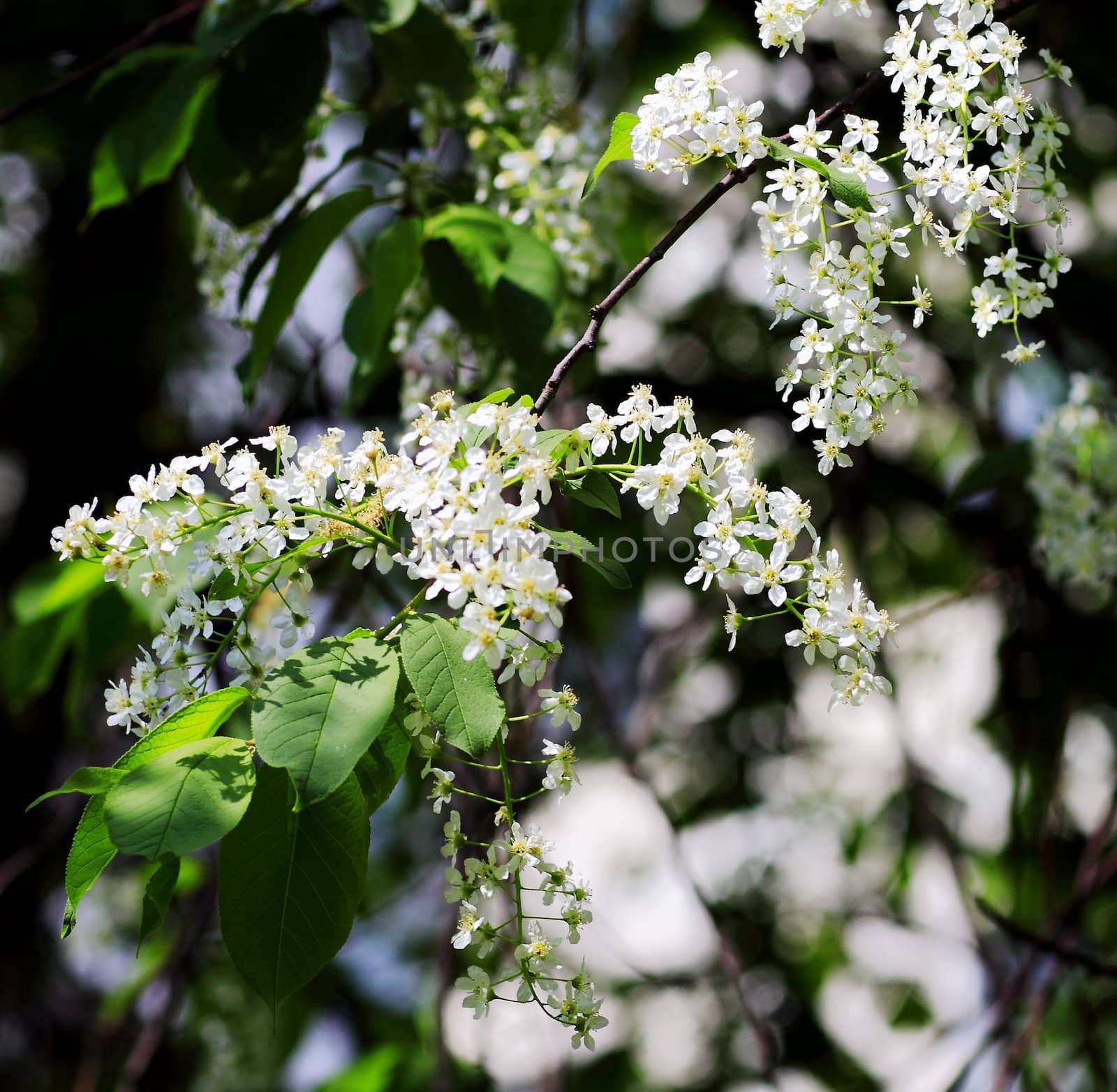 young leaves, flowers, spring