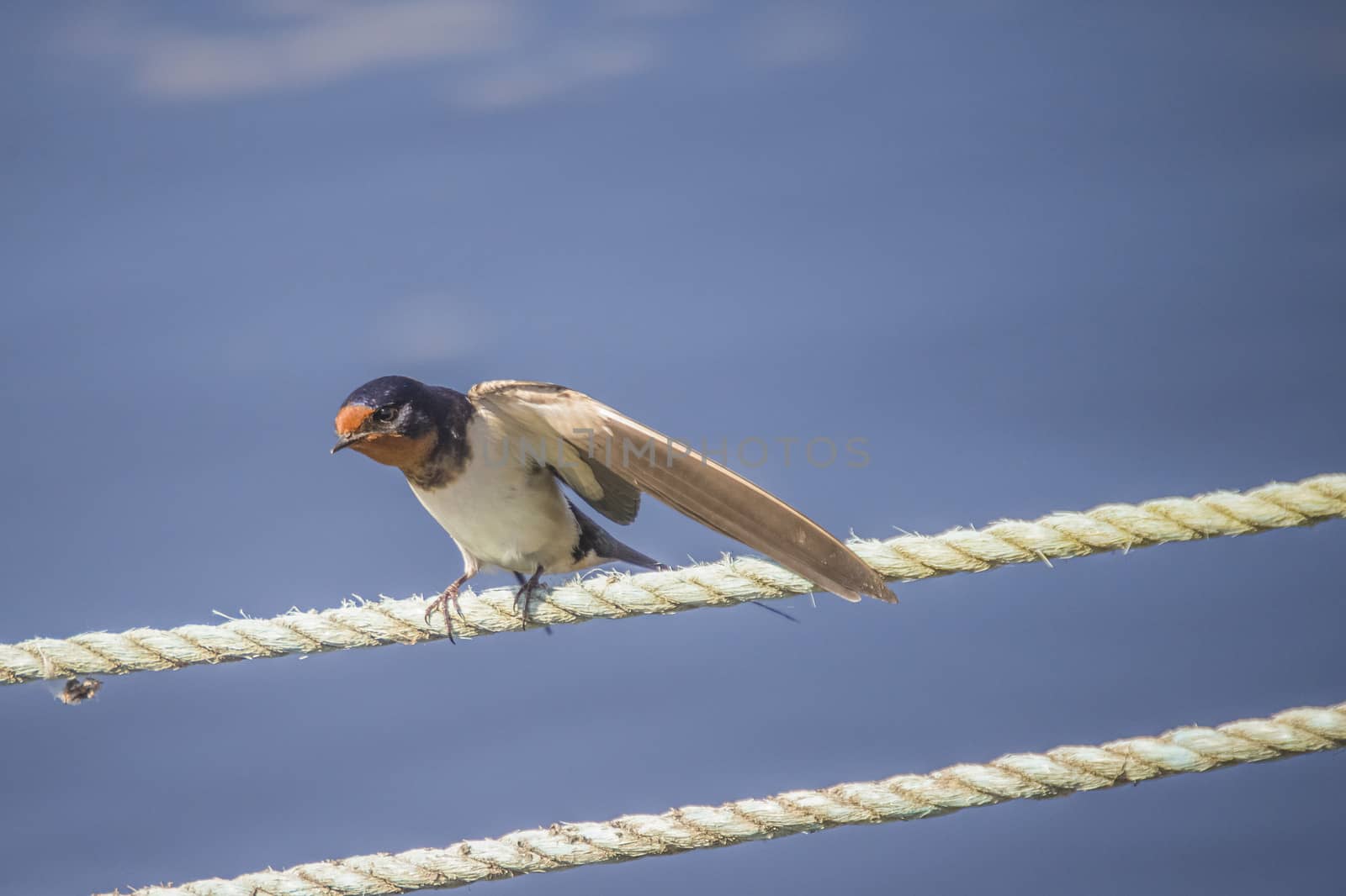barn swallow, hirundo rustica by steirus