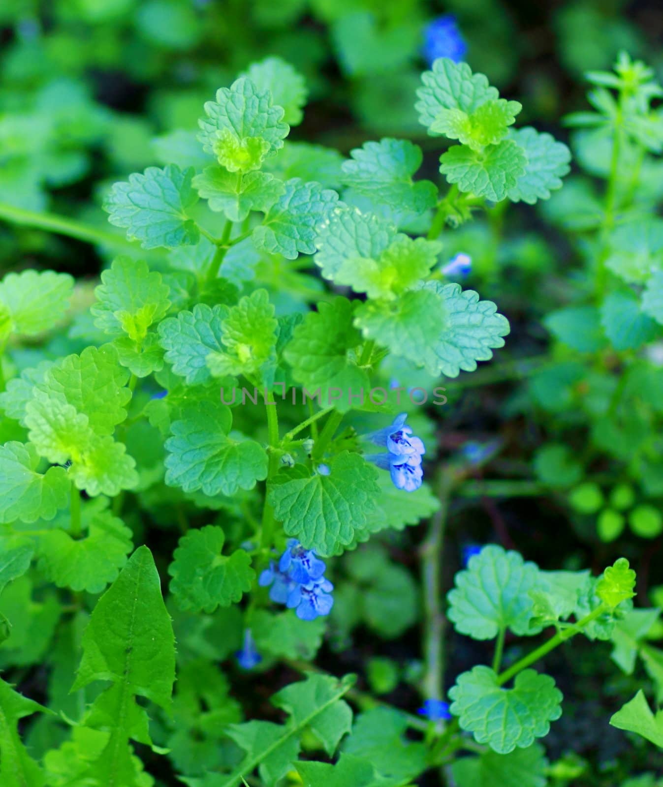 young leaves, flowers, spring