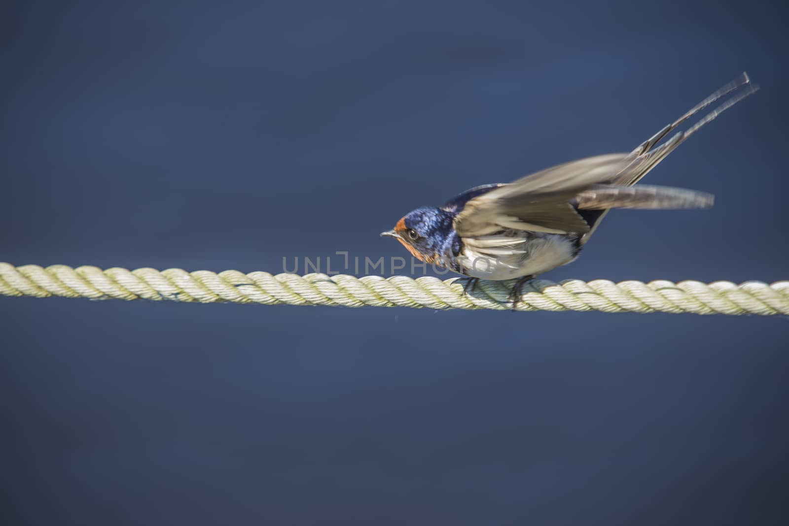 The swallow sitting on a mooring ropes at the Tista river in Halden, Norway.