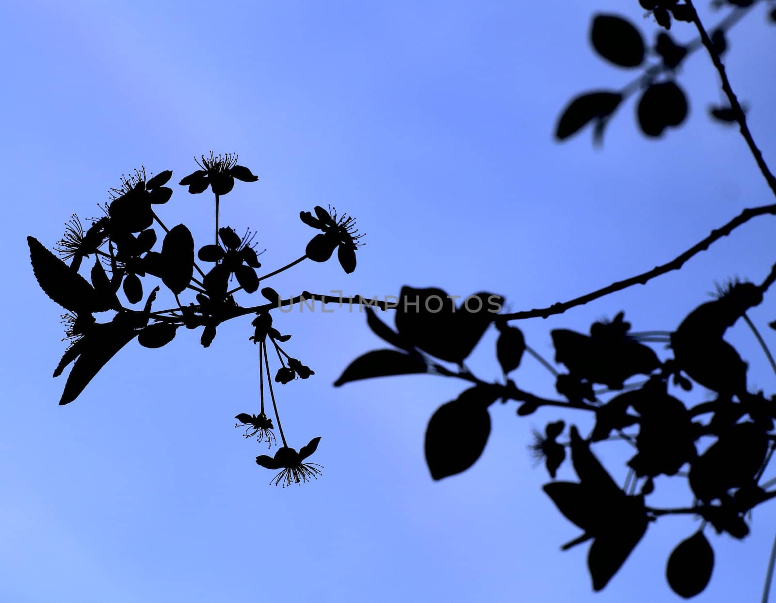 young leaves, flowers, spring