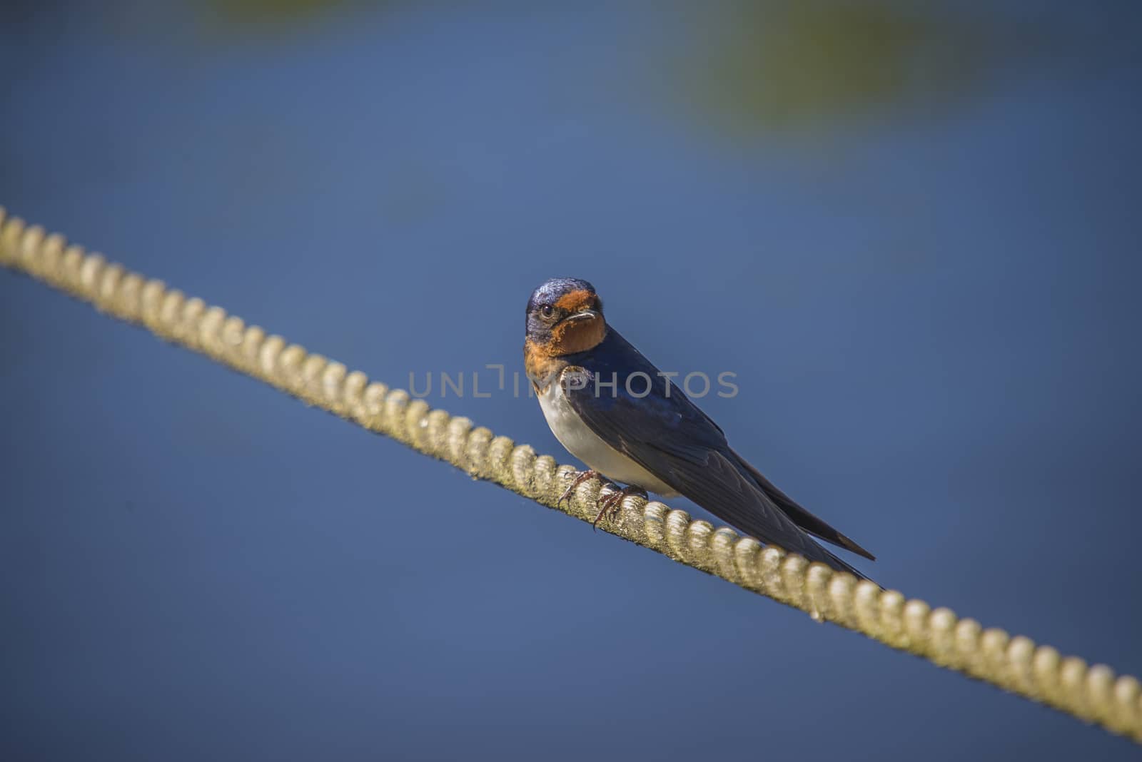 The swallow sitting on a mooring ropes at the Tista river in Halden, Norway.