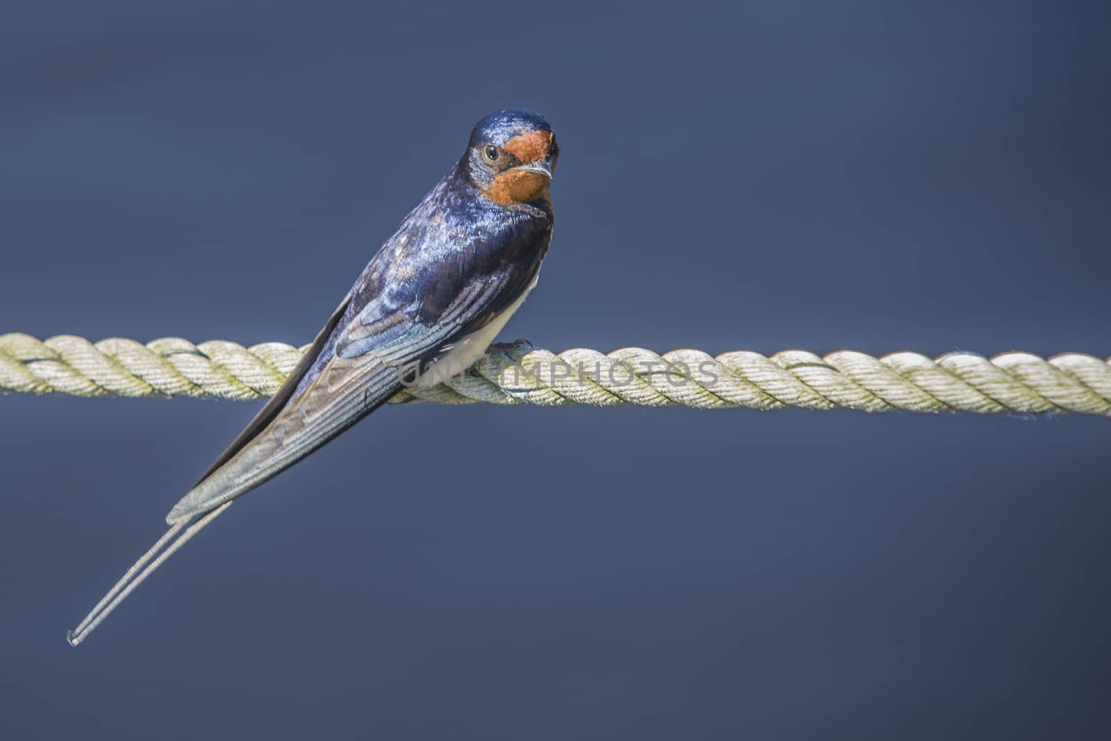 barn swallow, hirundo rustica by steirus