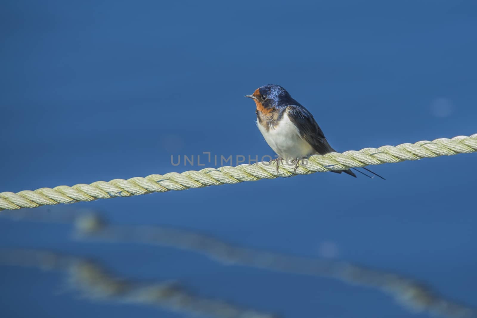 The swallow sitting on a mooring ropes at the Tista river in Halden, Norway.