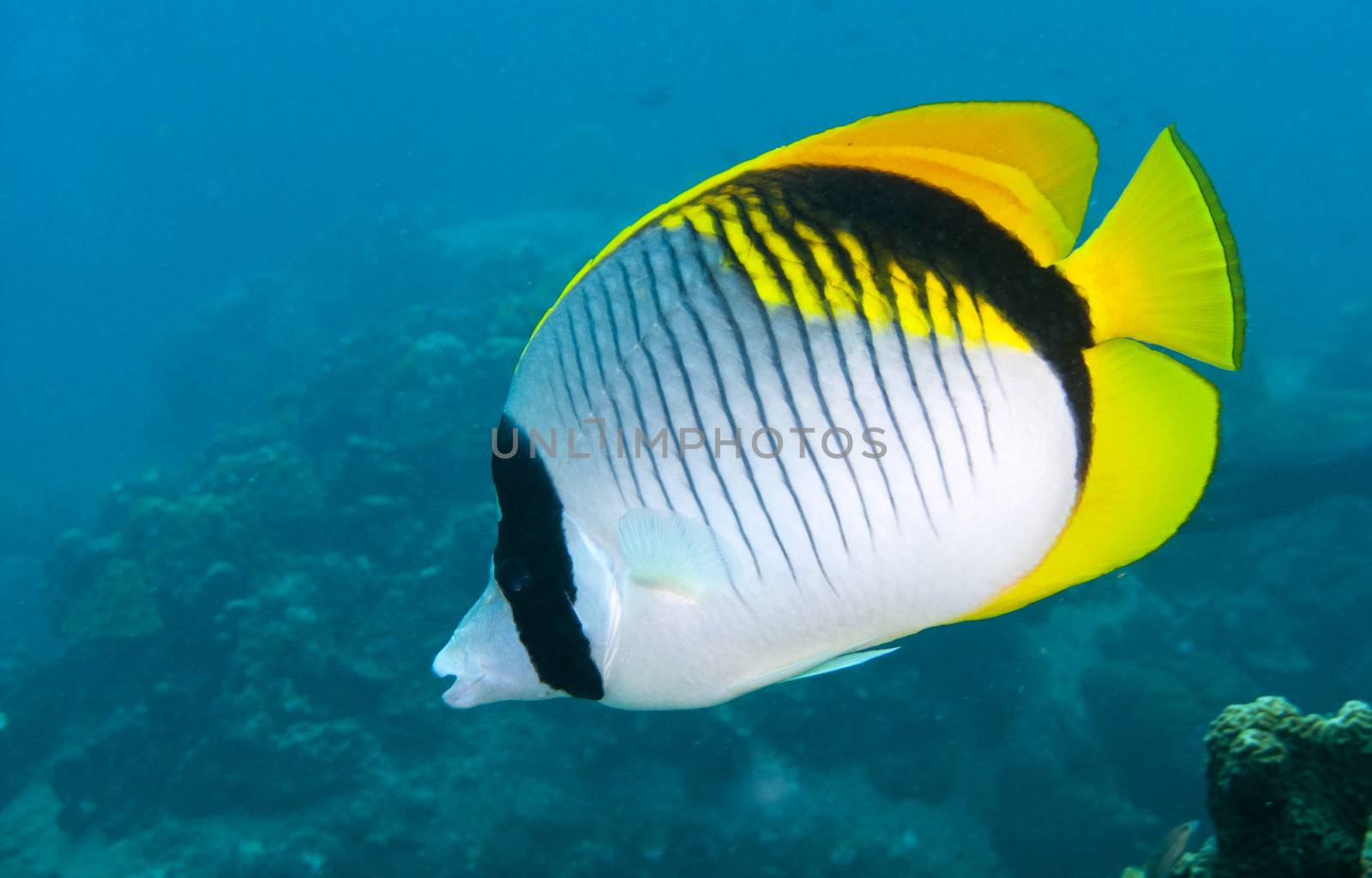 a beautiful lined butterflyfish in thailand