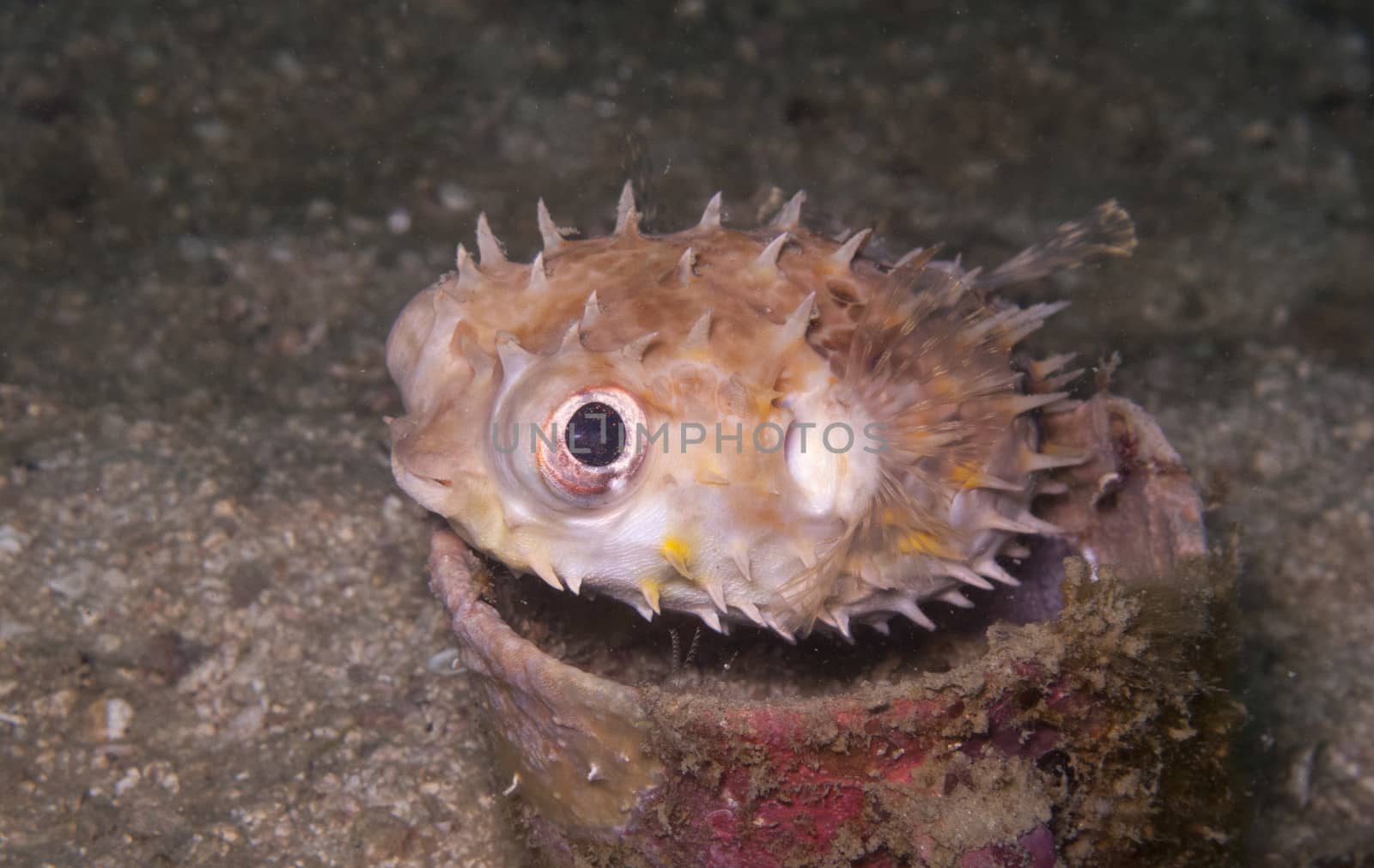 a small burrfish or porcupine puffer fish in a cup on the sand