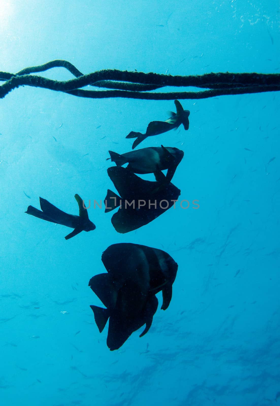 a school of batfish hang near a rope