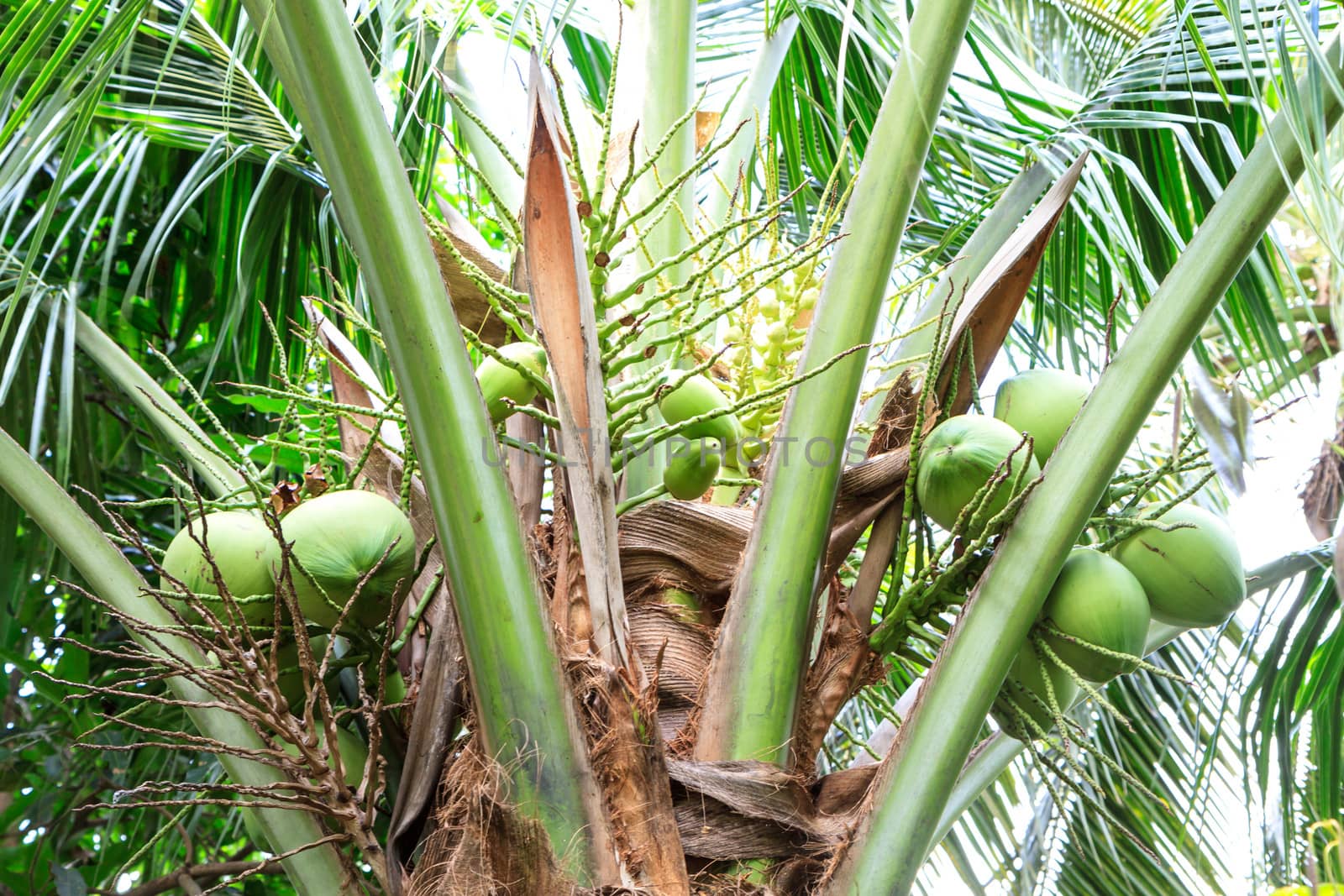 Coconut on tree by bunwit