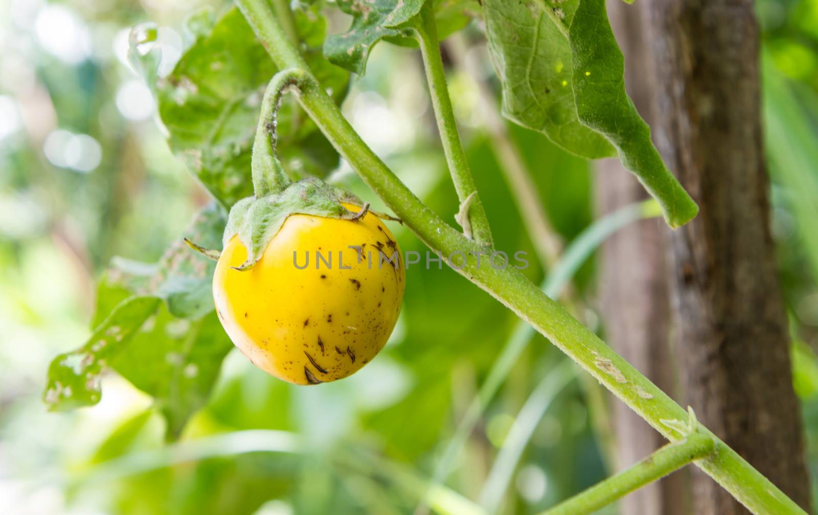 Thai eggplant on tree by bunwit