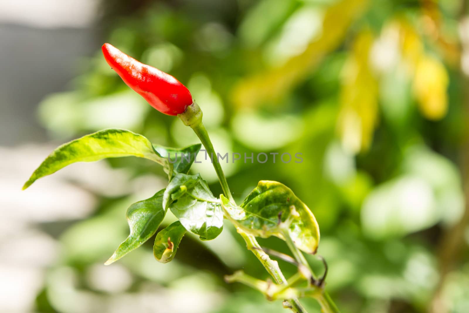 One red chilli on tree by bunwit