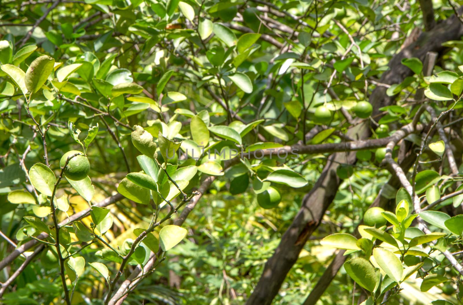 Green lemon  on tree