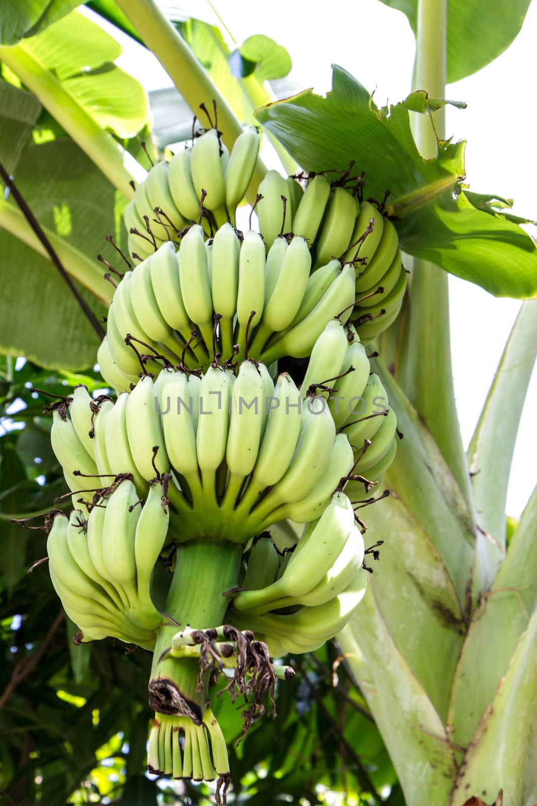 banana on tree by bunwit