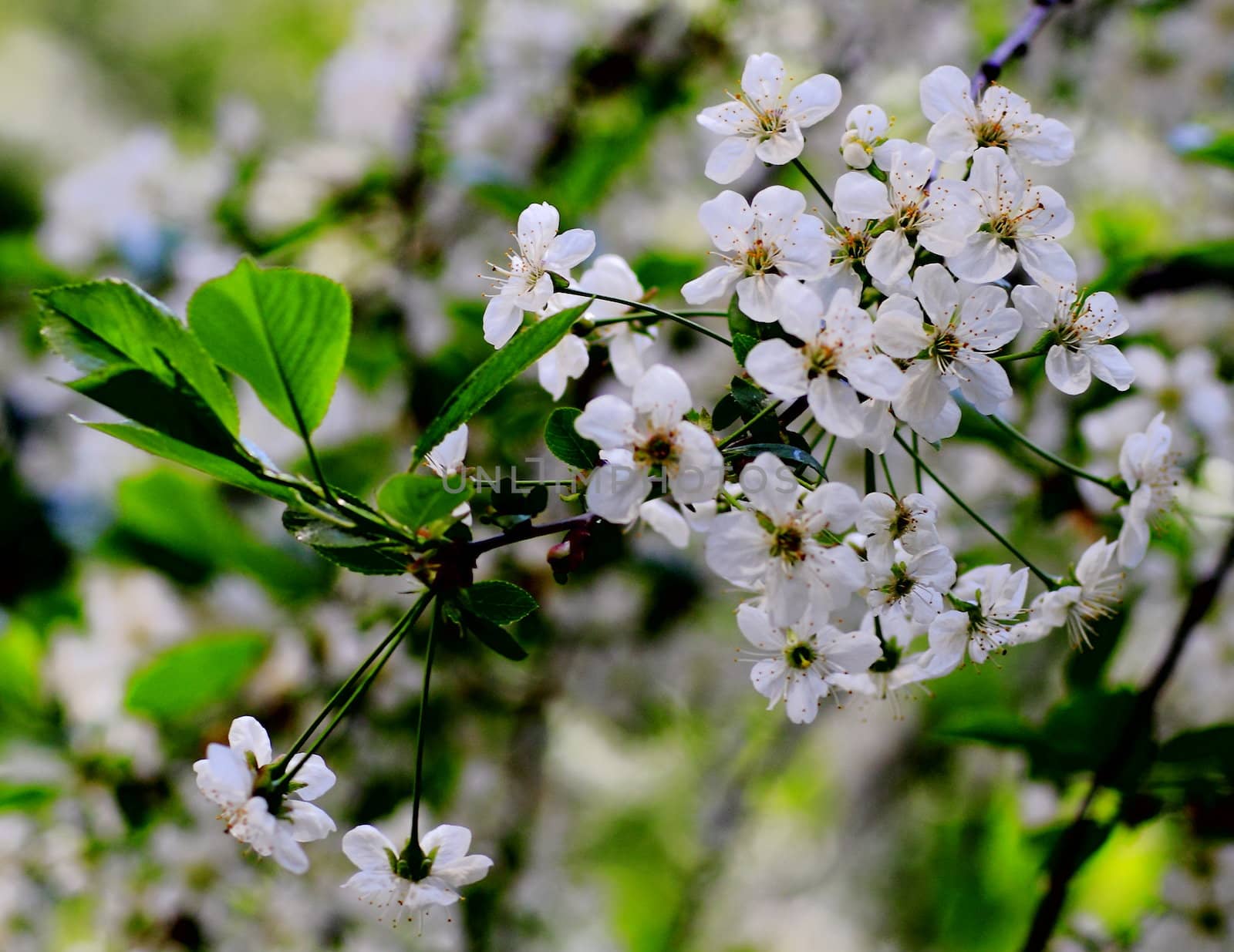 young leaves, flowers, spring by victorych