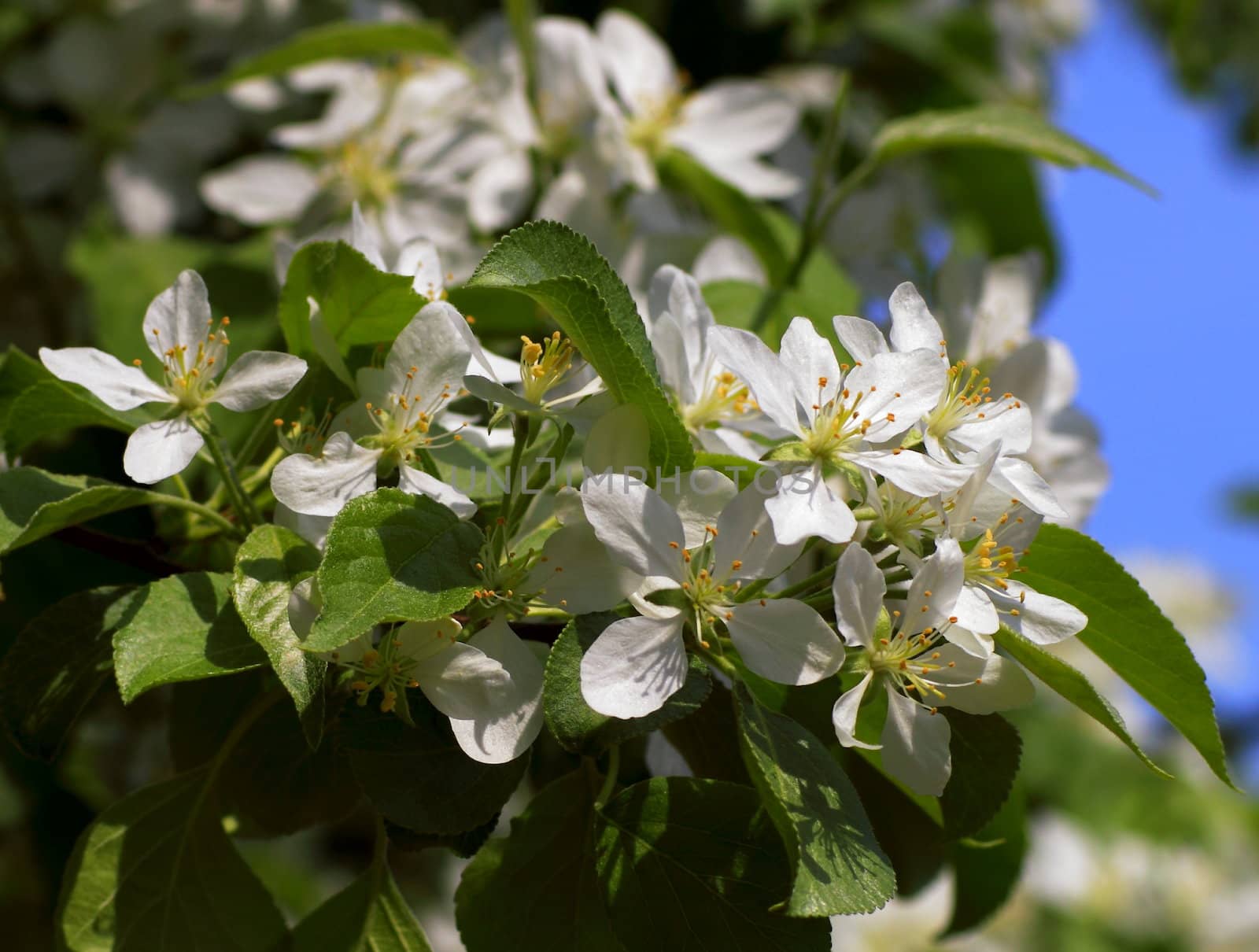 young leaves, flowers, spring