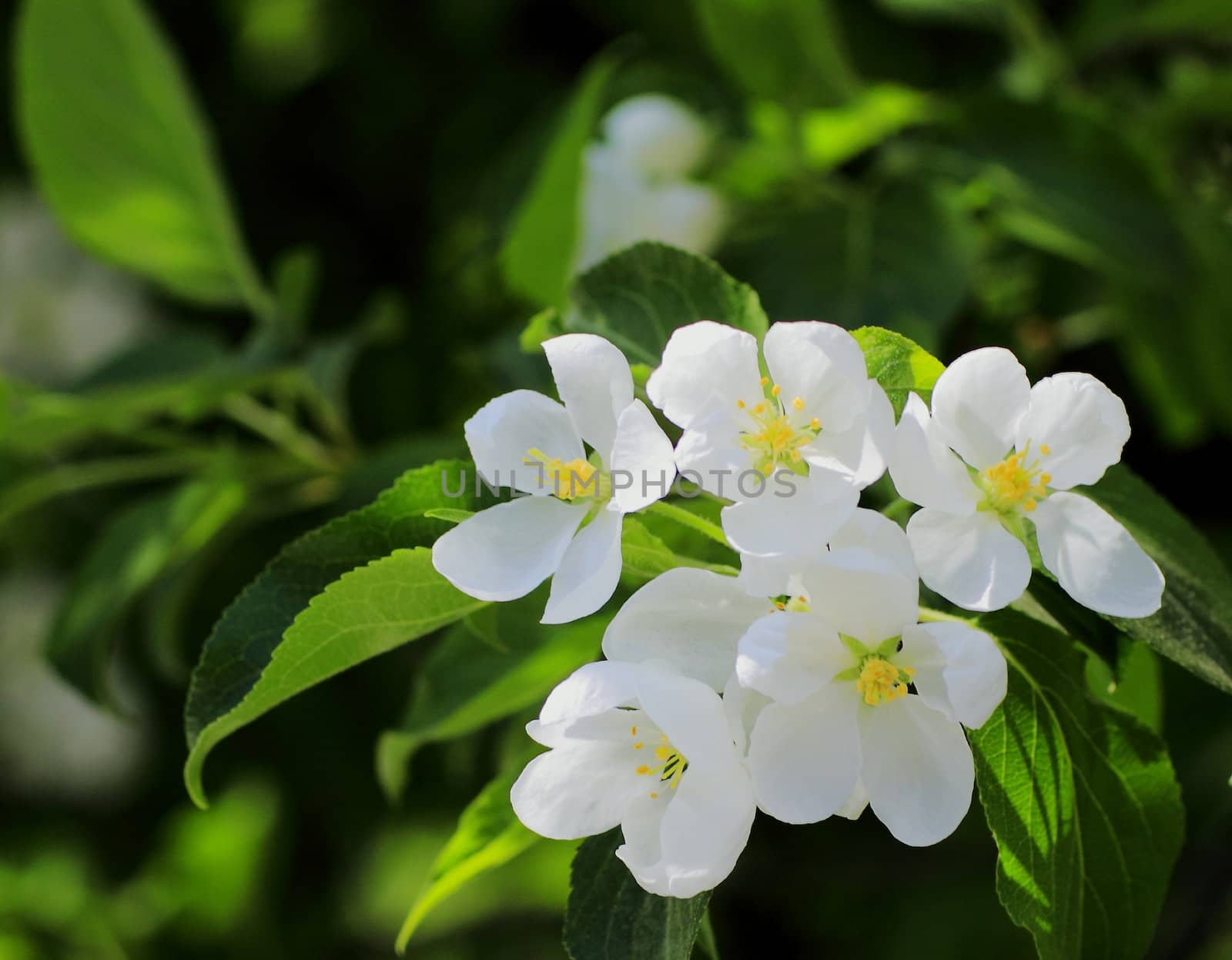 young leaves, flowers, spring