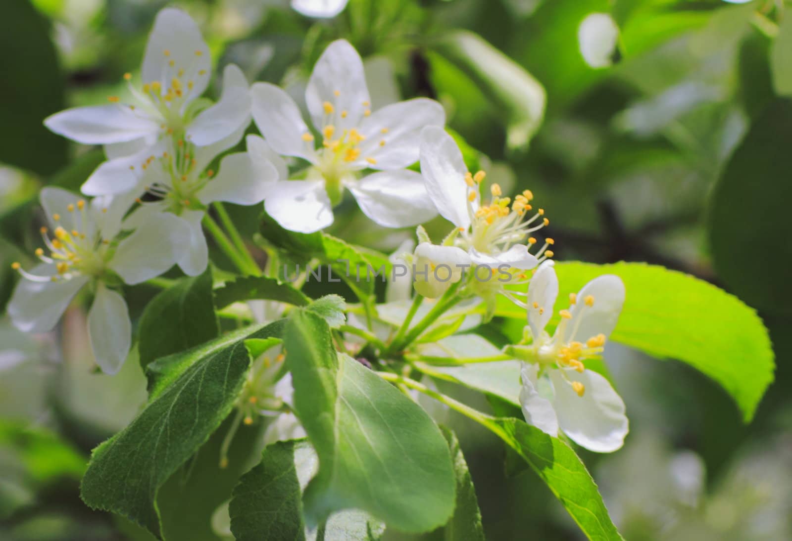 young leaves, flowers, spring by victorych