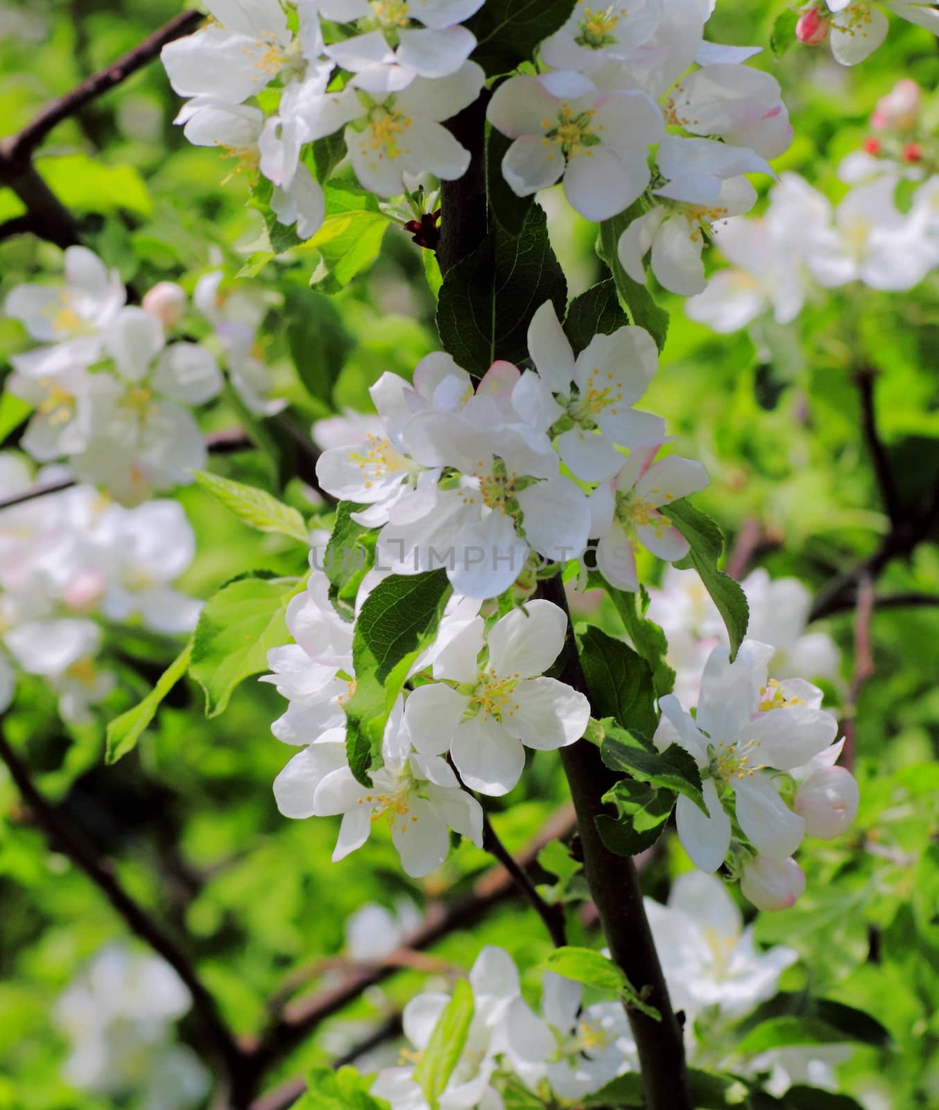 young leaves, flowers, spring