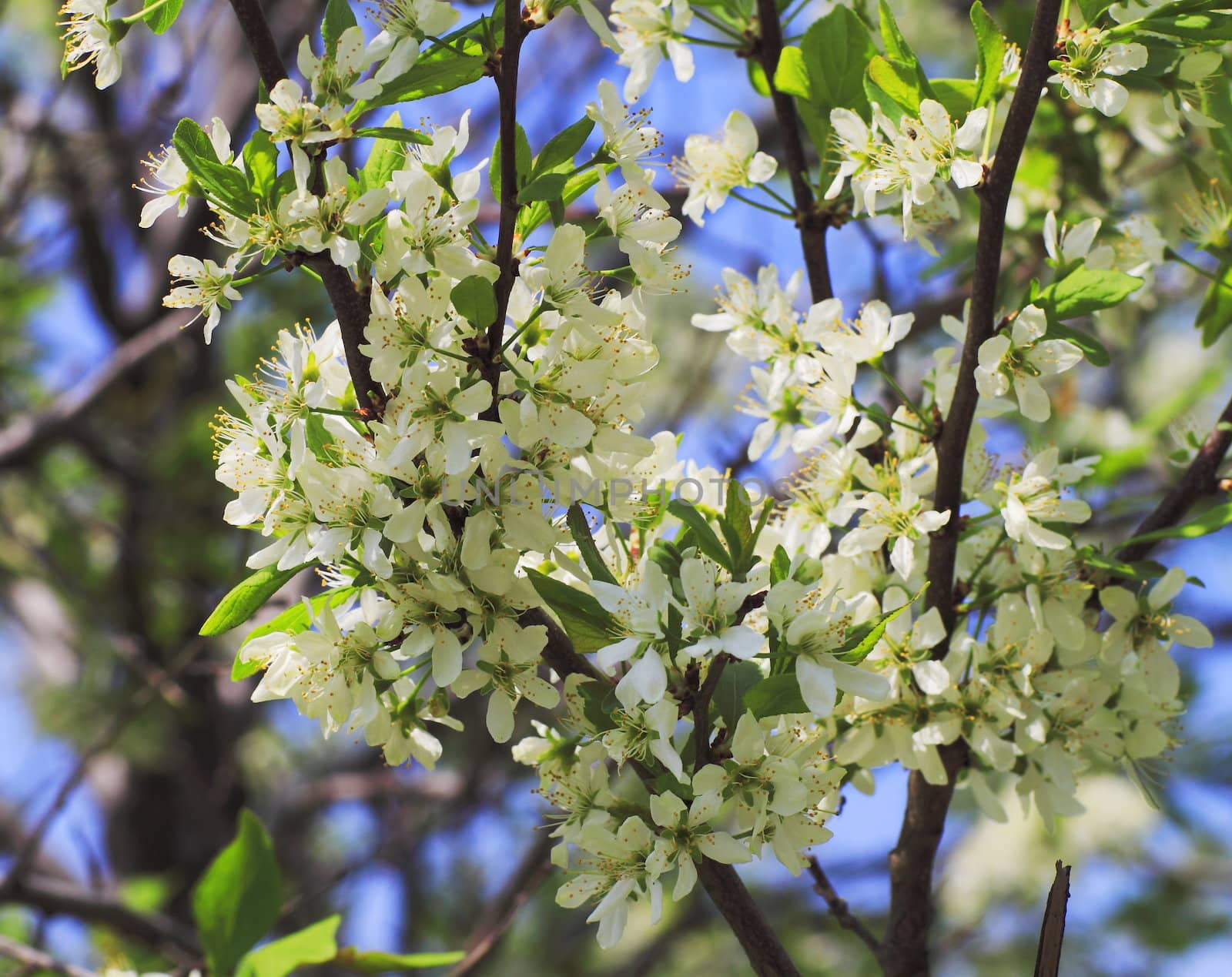 young leaves, flowers, spring by victorych