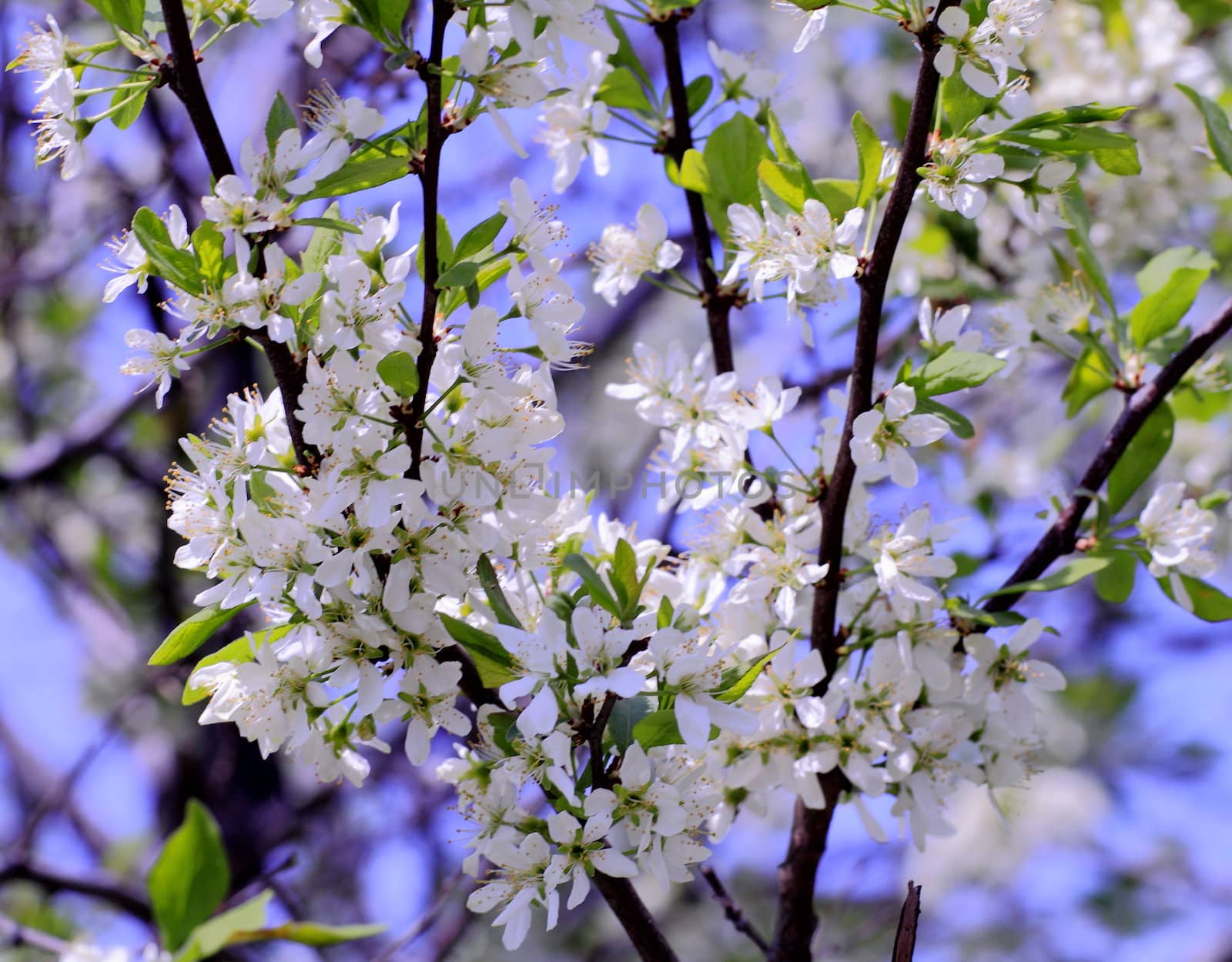 young leaves, flowers, spring by victorych