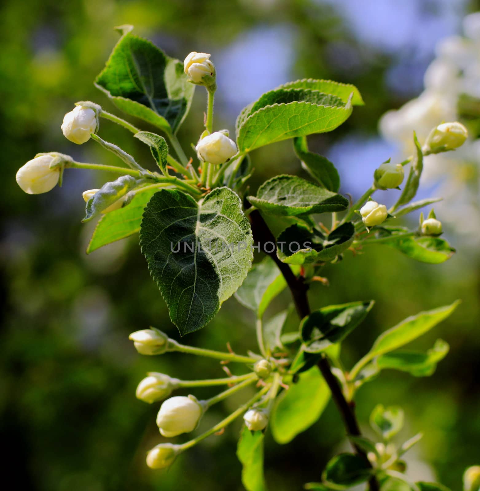 young leaves, flowers, spring by victorych