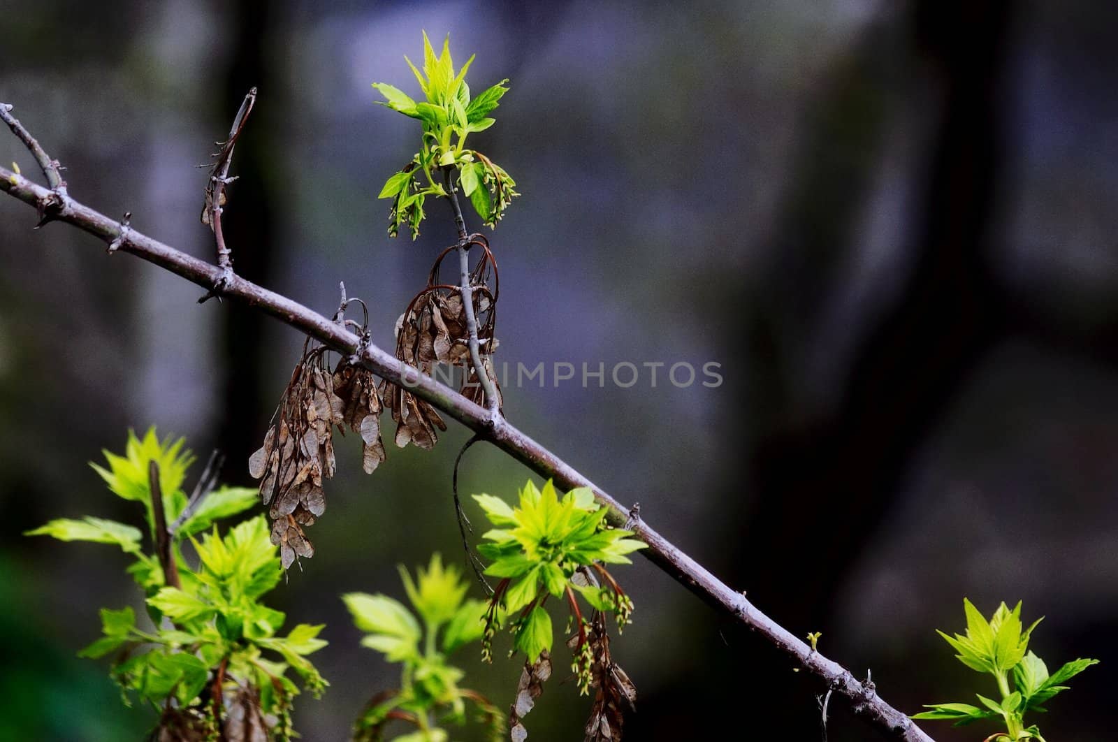 young leaves, flowers, spring