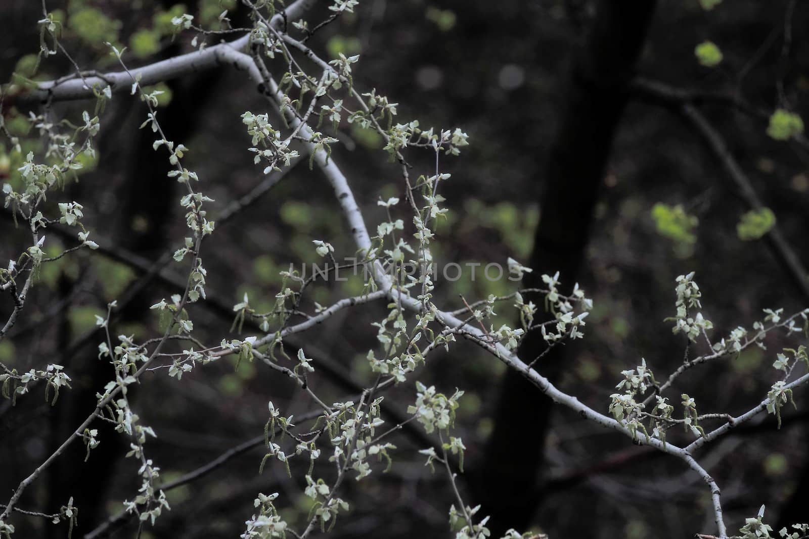 young leaves, flowers, spring