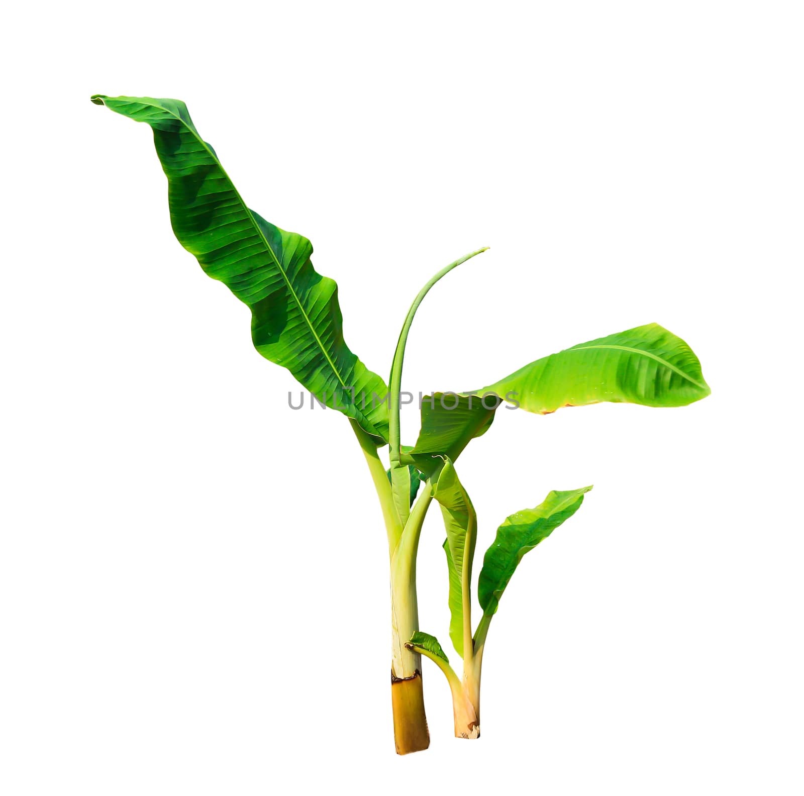 Young isolated green banana tree on white background