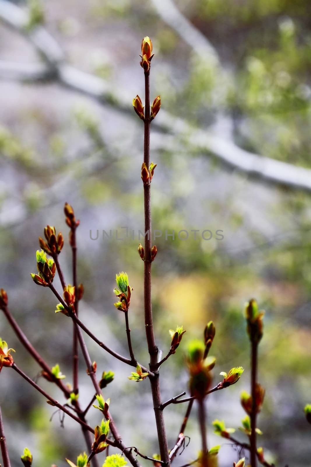 beautiful plants by victorych