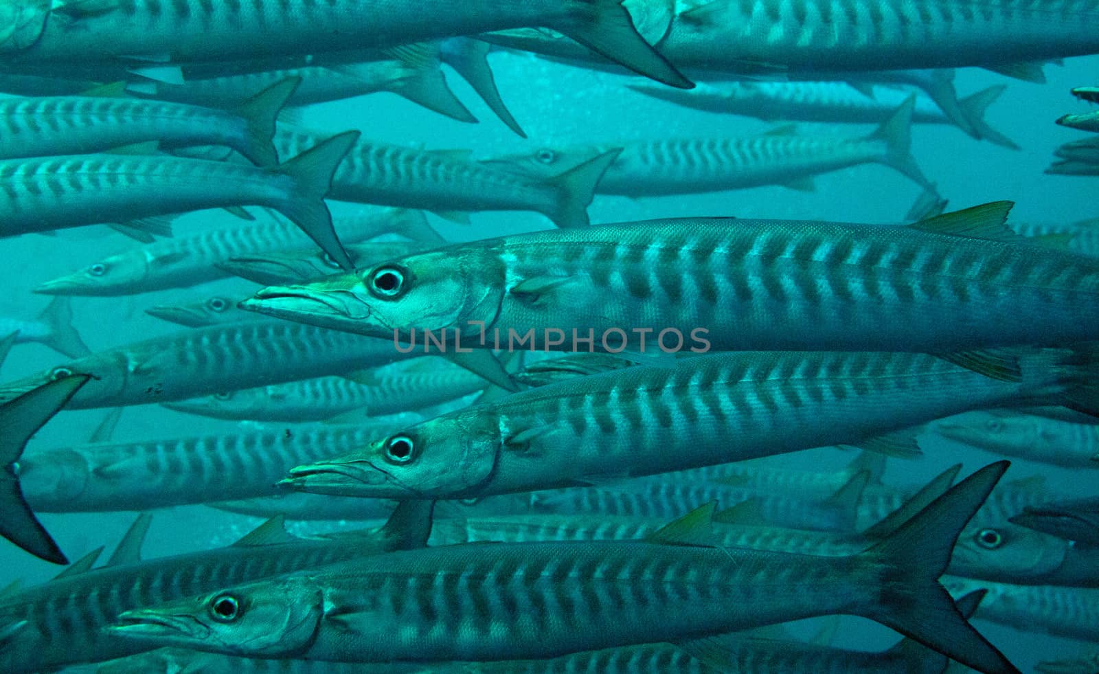individual black fin or chevron barracuda picked out from the school