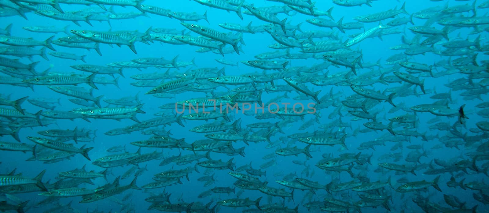 a wide shot of a school of black fin barracuda 