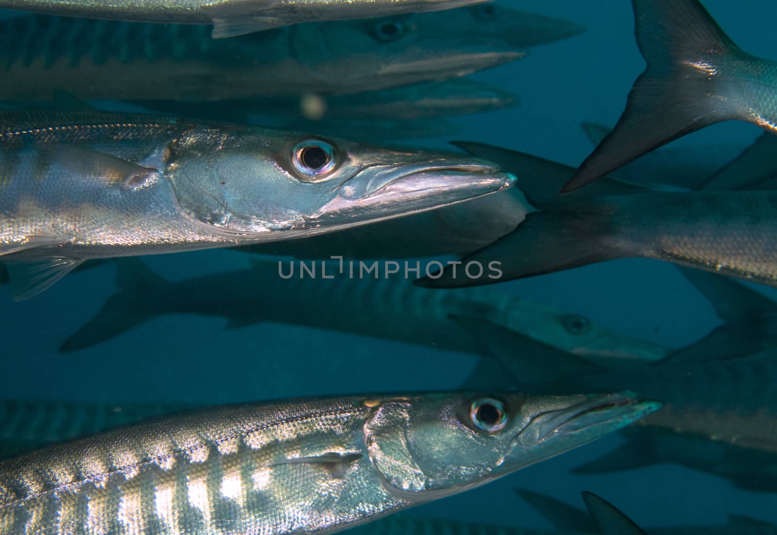 a close up shot with strob of black fin or chevron barracuda