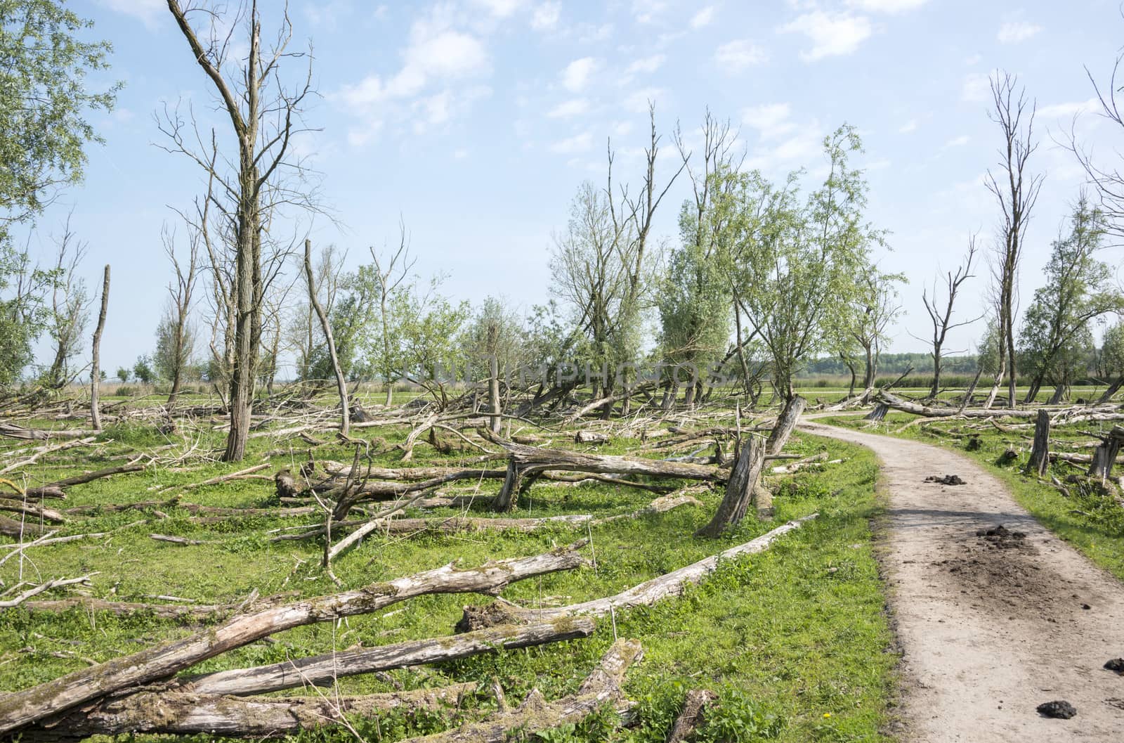 forest with dead and fallen trees after a storm