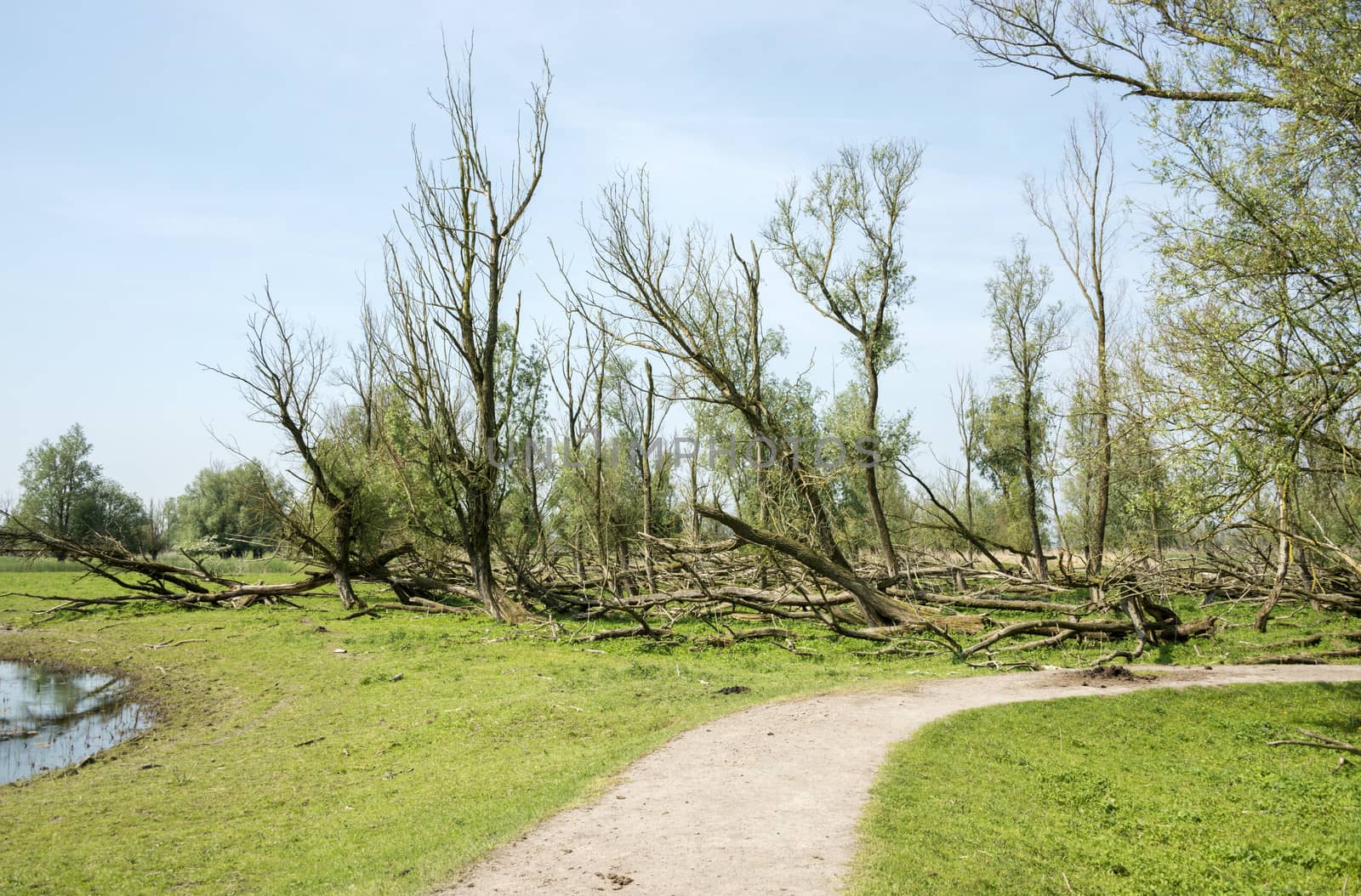 forest with dead and fallen trees by compuinfoto