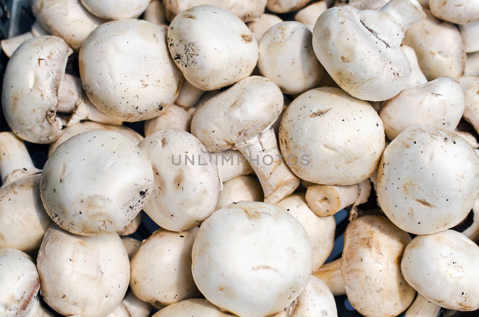 Fresh Champignon  Mushrooms  Background on farmers market, horizontal shot