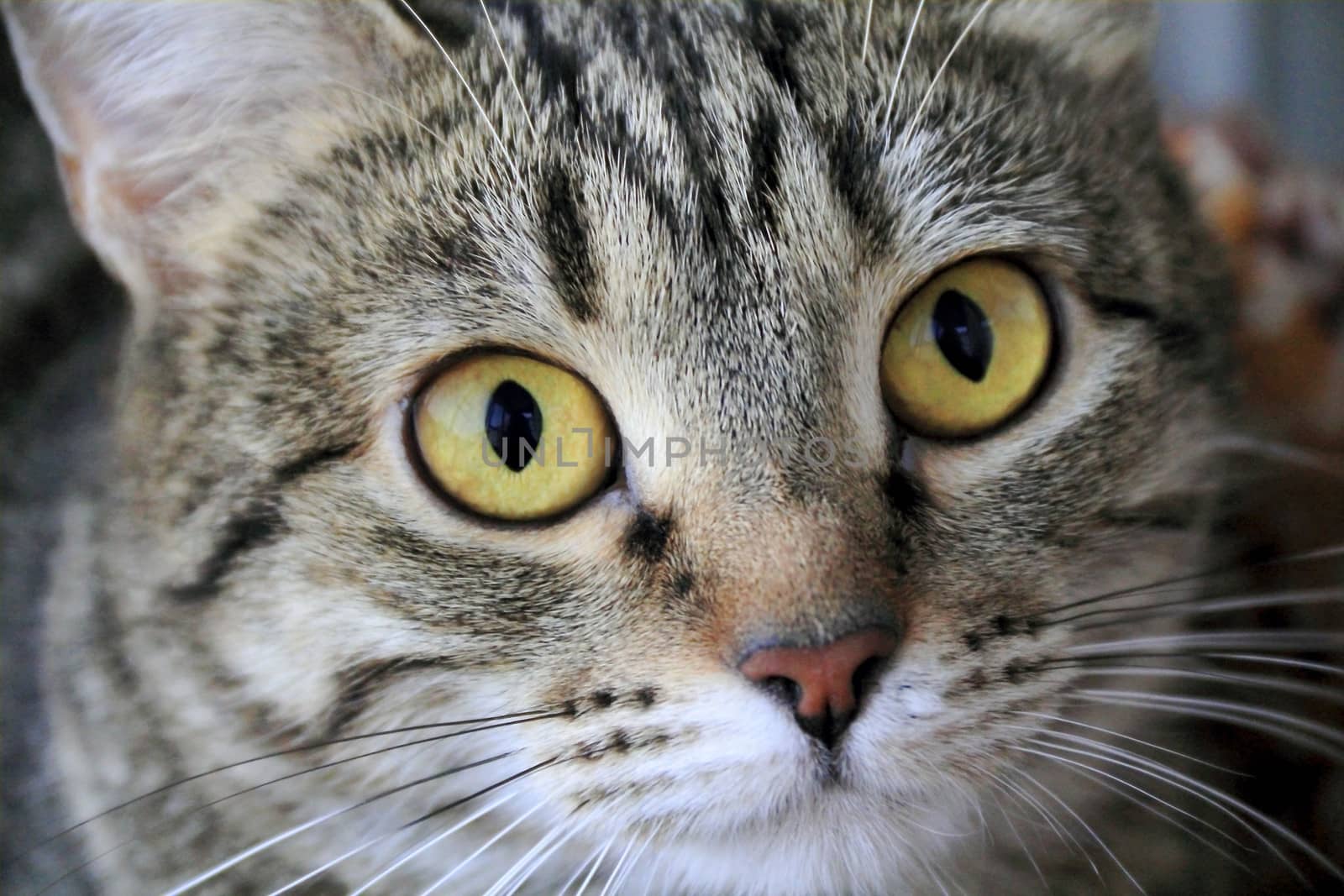 Image of cat's portrait with yellow eyes 