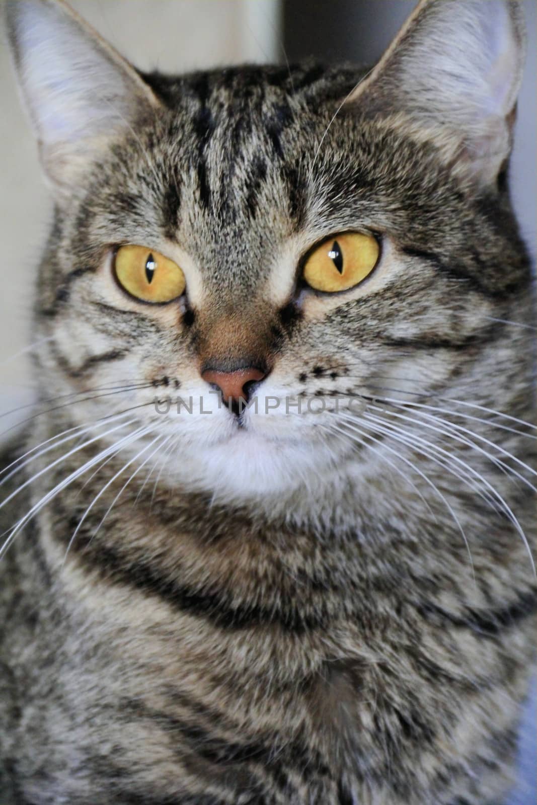 Image of cat's portrait with yellow eyes 