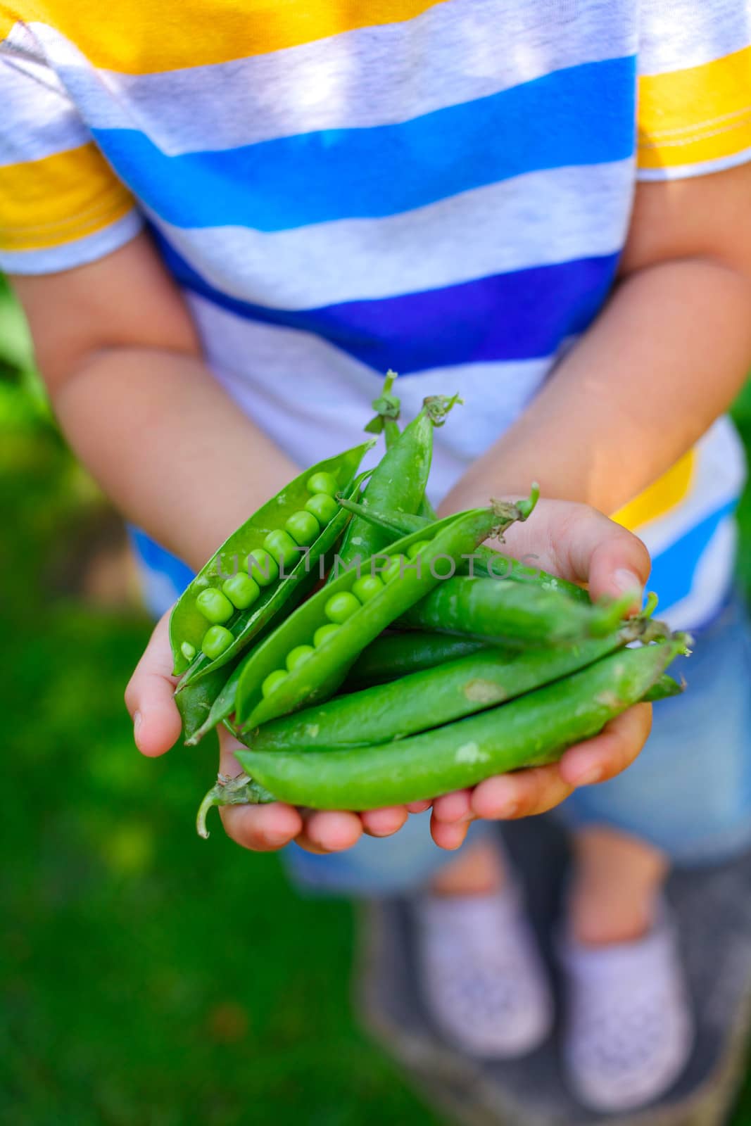 Young boy hand holding organic green natural healthy food produce green Peas