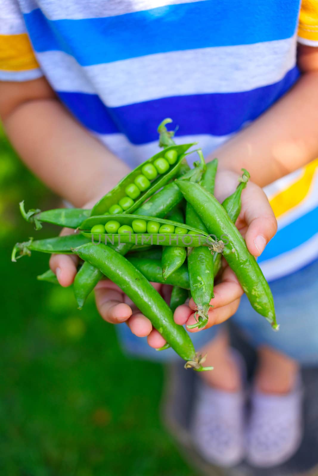 Young boy hand holding organic green natural healthy food produce green Peas